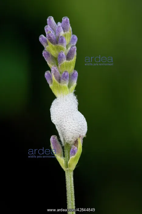 : Froghopper / Meadow Spittlebug - with foam on Lavender : Froghopper / Meadow Spittlebug - with foam on Lavender