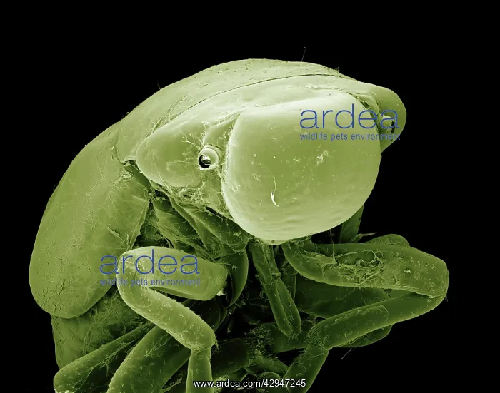 : Froghopper (nymph) : Froghopper (nymph)