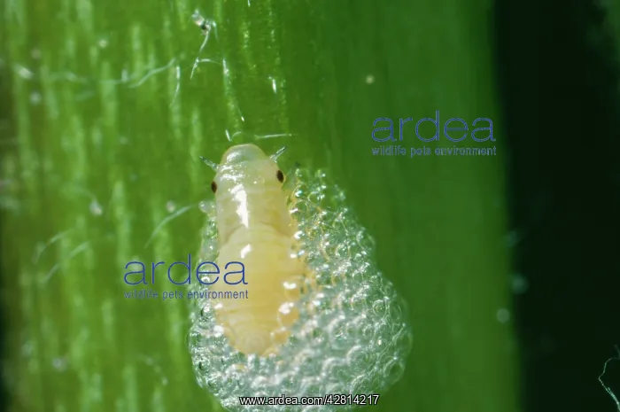 : Froghopper Nymph / Cuckoo-spit Insect : Froghopper Nymph / Cuckoo-spit Insect