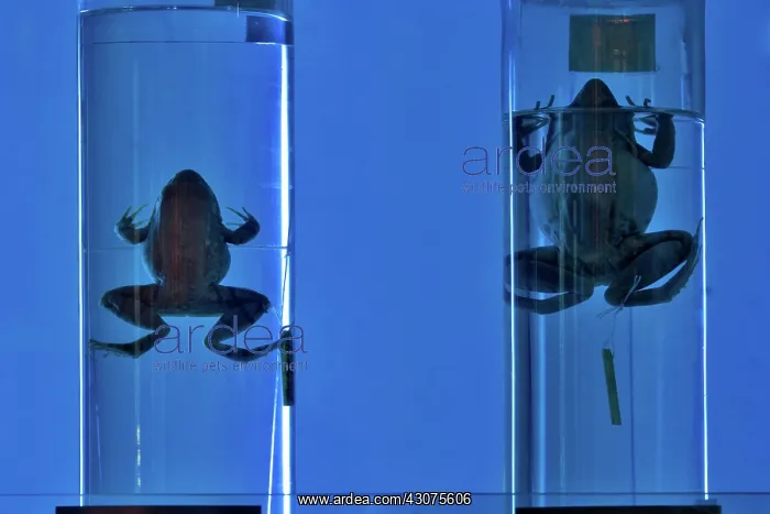 : Frogs in Blue Light : Frogs in Blue Light