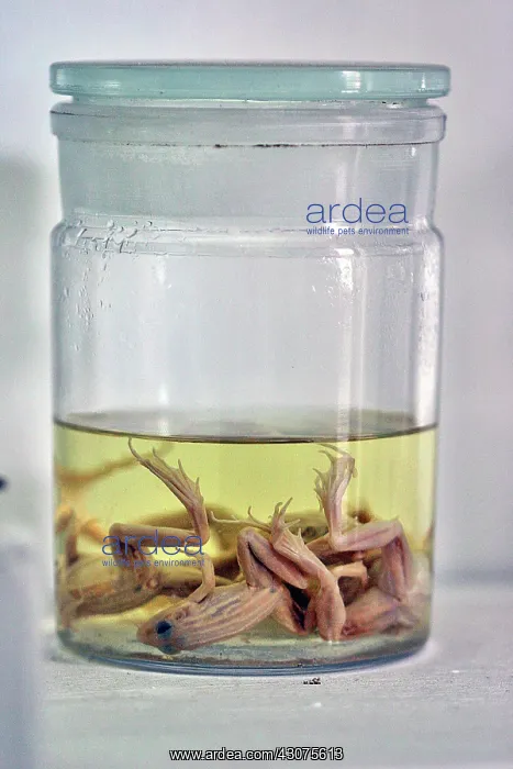 : Frogs in Fluid : Frogs in Fluid