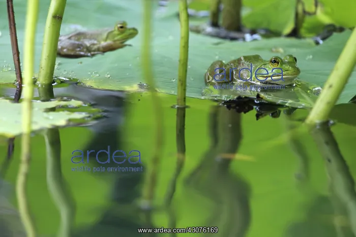 : Frogs on Lily Pads : Frogs on Lily Pads