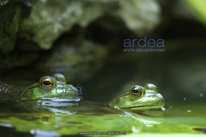 : Frogs on Lily Pads : Frogs on Lily Pads