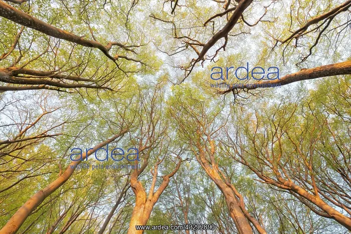 : Frog's perspective, view into the treetops, Common : Frog's perspective, view into the treetops, Common