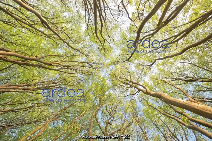 : Frog's perspective, view into the treetops, Common : Frog's perspective, view into the treetops, Common
