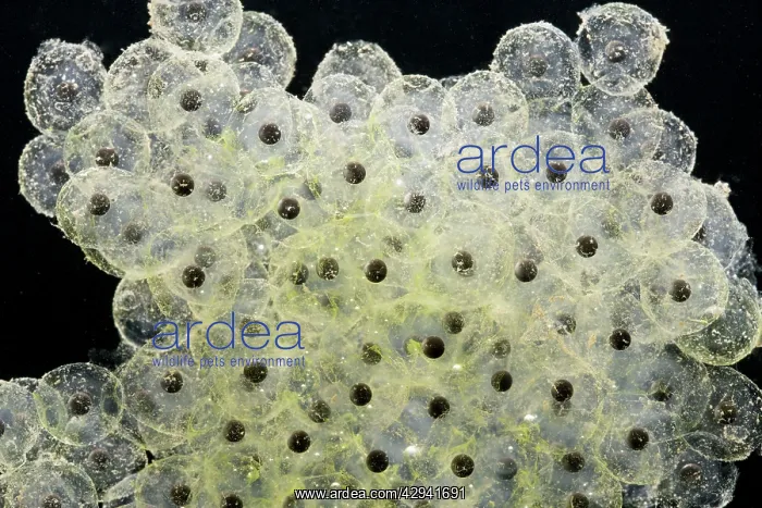 : Frogspawn of common frog - 0.5 x at 35mm : Frogspawn of common frog - 0.5 x at 35mm