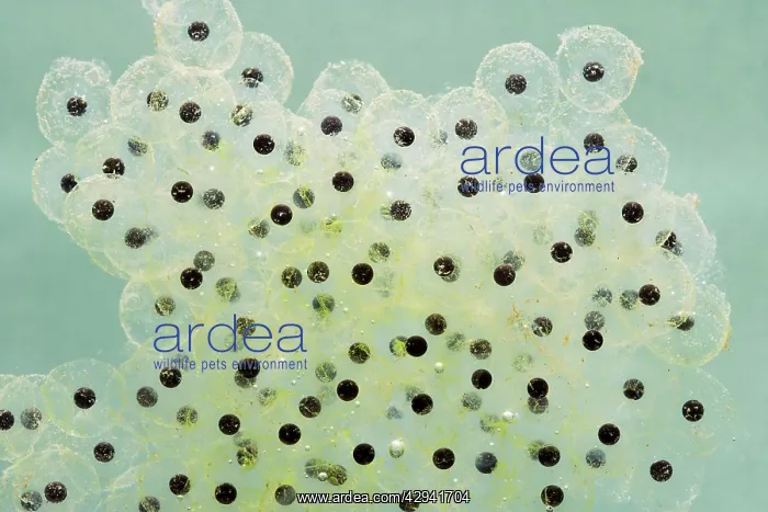  : Frogspawn of common frog - 0.5 x at 35mm