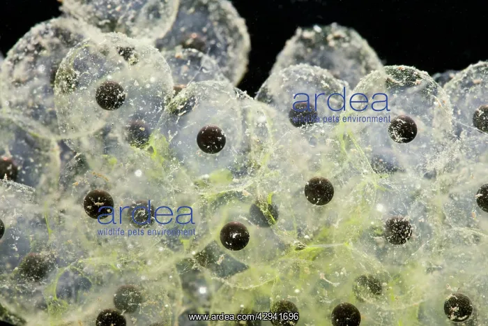 : Frogspawn of common frog - 1 x at 35mm : Frogspawn of common frog - 1 x at 35mm