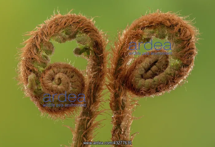 : Fronds of Soft shield fern, Polystichum setiferum : Fronds of Soft shield fern, Polystichum setiferum