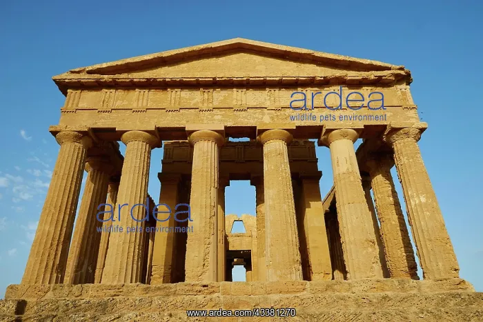 : Front, columns, chapter, Concordia temple, valle : Front, columns, chapter, Concordia temple, valle