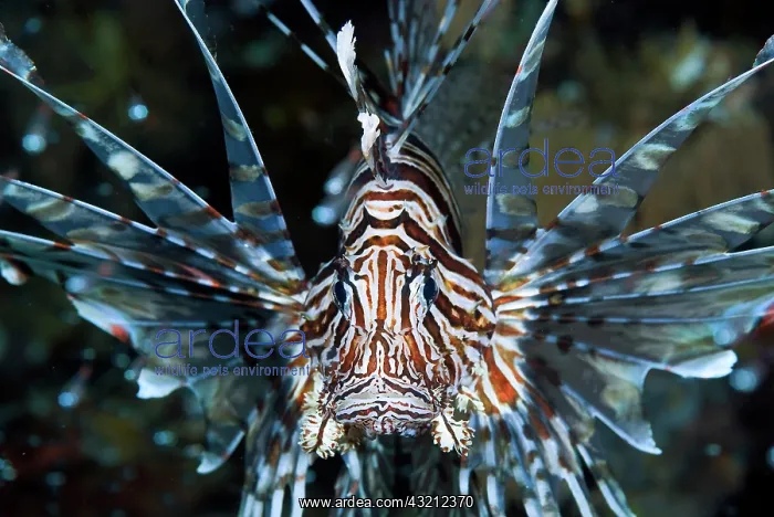 : Frontal close-up of poisonous scorpionfish : Frontal close-up of poisonous scorpionfish