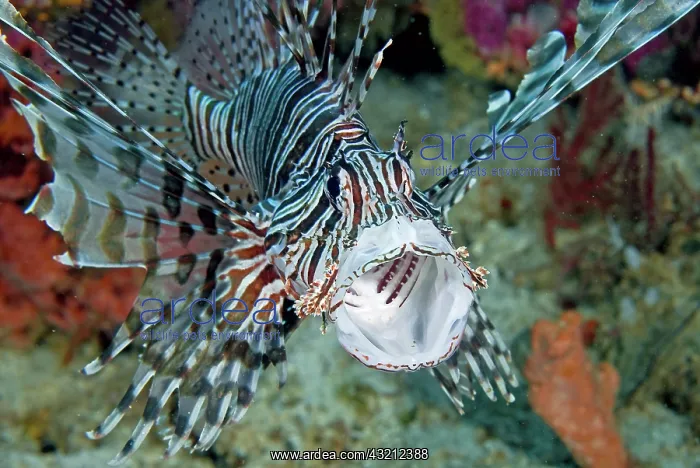 : Frontal close-up of poisonous scorpionfish : Frontal close-up of poisonous scorpionfish