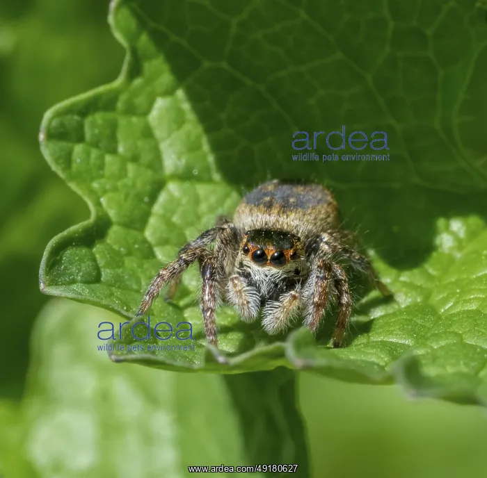 : Frontal closeup shot of a jumping spider on a green leaf in sunny ambiance : Frontal closeup shot of a jumping spider on a green leaf in sunny ambiance