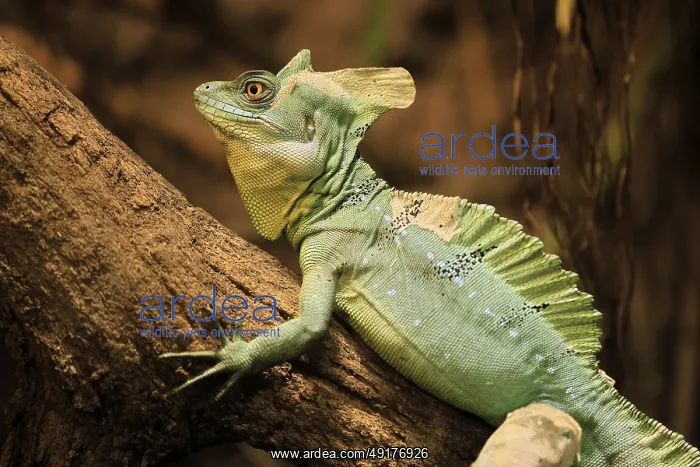 : Frontal lobe basilisk (Basiliscus plumifrons) : Frontal lobe basilisk (Basiliscus plumifrons)