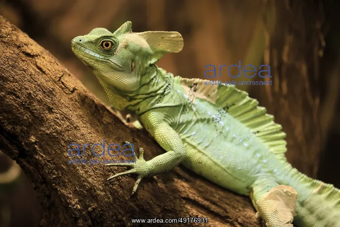 : Frontal lobe basilisk (Basiliscus plumifrons) : Frontal lobe basilisk (Basiliscus plumifrons)