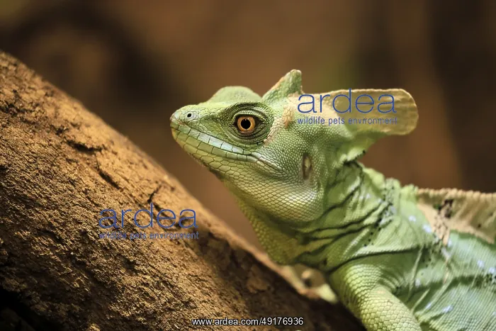 : Frontal lobe basilisk (Basiliscus plumifrons) : Frontal lobe basilisk (Basiliscus plumifrons)