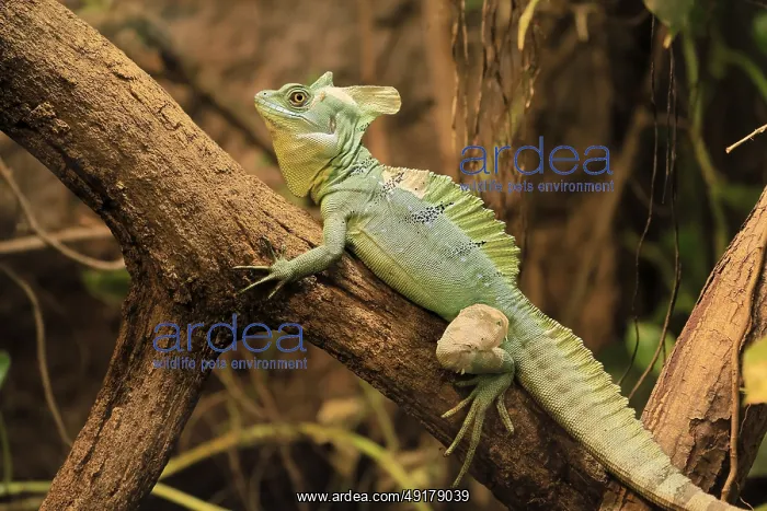: Frontal lobe basilisk (Basiliscus plumifrons) : Frontal lobe basilisk (Basiliscus plumifrons)