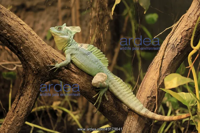 : Frontal lobe basilisk (Basiliscus plumifrons) : Frontal lobe basilisk (Basiliscus plumifrons)