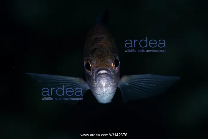 : Frontal portrait of a Chromis : Frontal portrait of a Chromis