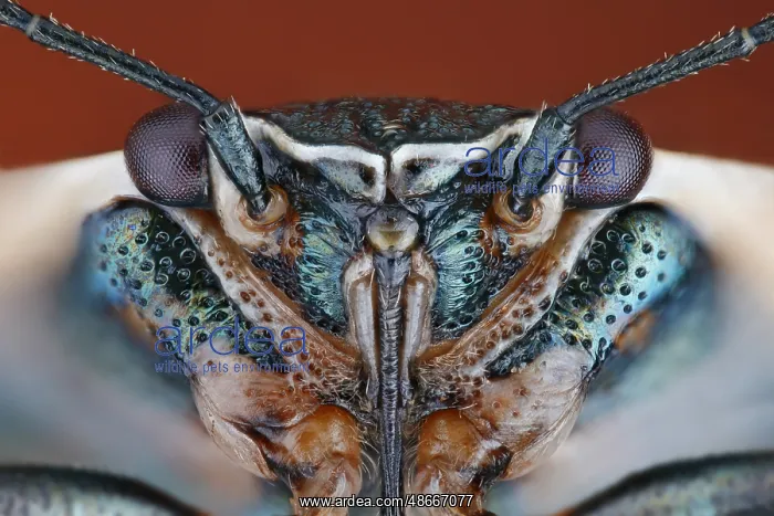 : Frontal view of a Cabbage bug (Eurydema oleracea) with : Frontal view of a Cabbage bug (Eurydema oleracea) with