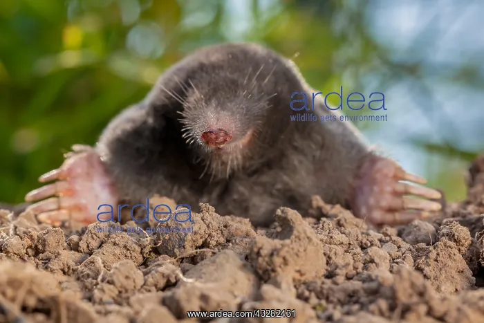 : Frontal view of a European Mole (Talpa europaea : Frontal view of a European Mole (Talpa europaea