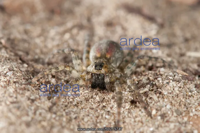 : A frontal view of female of Sand Bear-spider (Arctosa perita) in its natural environment, Tuscany, Italy : A frontal view of female of Sand Bear-spider (Arctosa perita) in its natural environment, Tuscany, Italy
