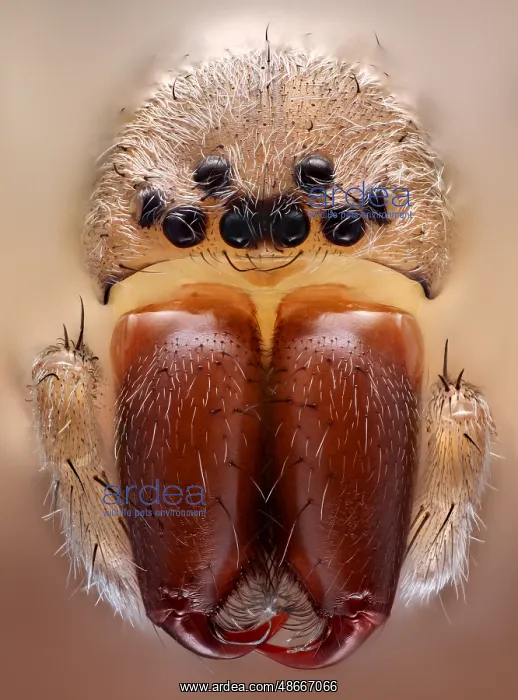 : Frontal view of a house spider (Tegenaria) with its : Frontal view of a house spider (Tegenaria) with its