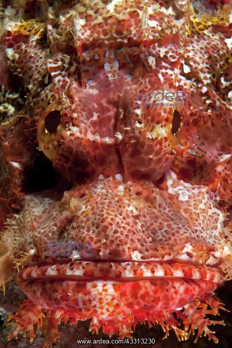 : Frontalansicht von Kopf von roter Bartiger Drachenkopf : Frontalansicht von Kopf von roter Bartiger Drachenkopf