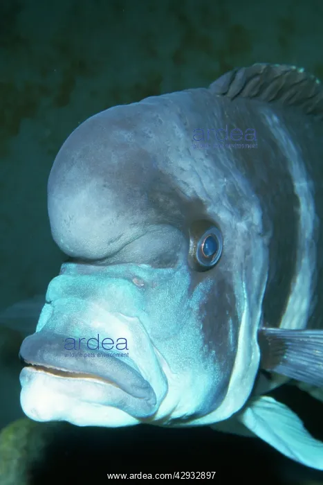: Frontosa Cichlid : Frontosa Cichlid