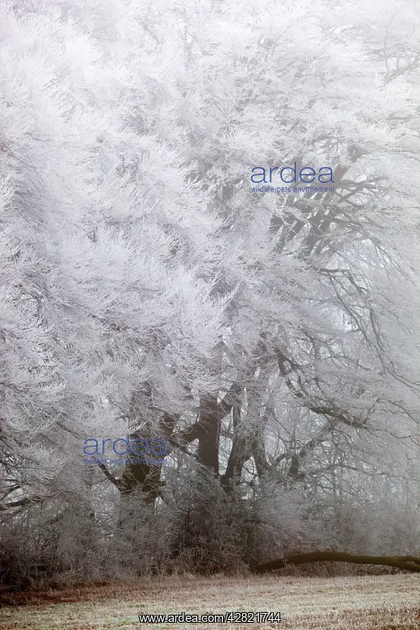  : Frost on Beech Trees - winter