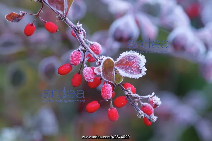  : Frost on Berberis Barbarossa
