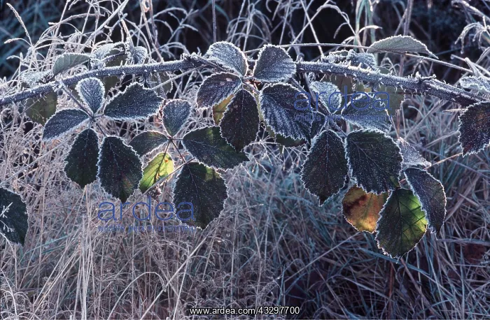 : FROST - on bramble : FROST - on bramble