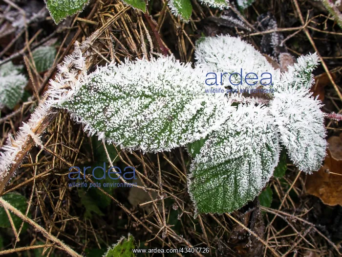 : Frost on bramble leaves - UK : Frost on bramble leaves - UK