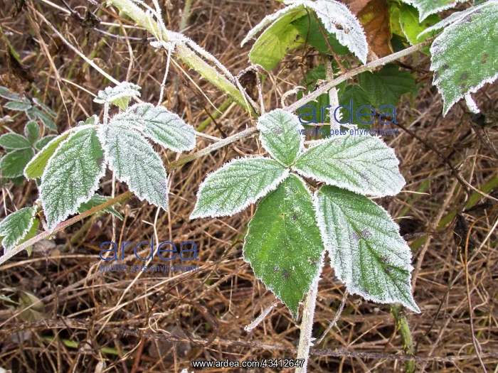 : Frost on bramble leaves - UK : Frost on bramble leaves - UK