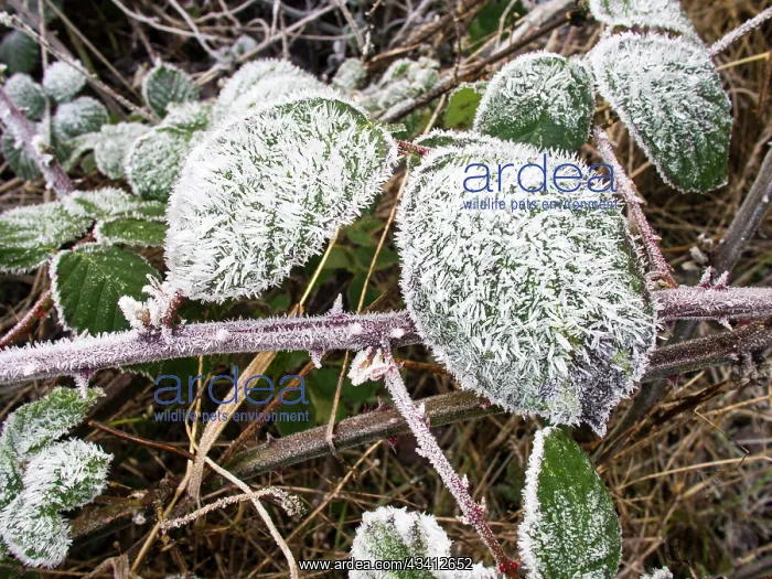 : Frost on bramble leaves - UK : Frost on bramble leaves - UK