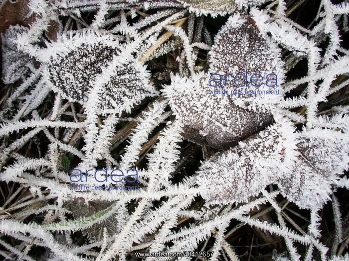 : Frost on bramble leaves - UK : Frost on bramble leaves - UK