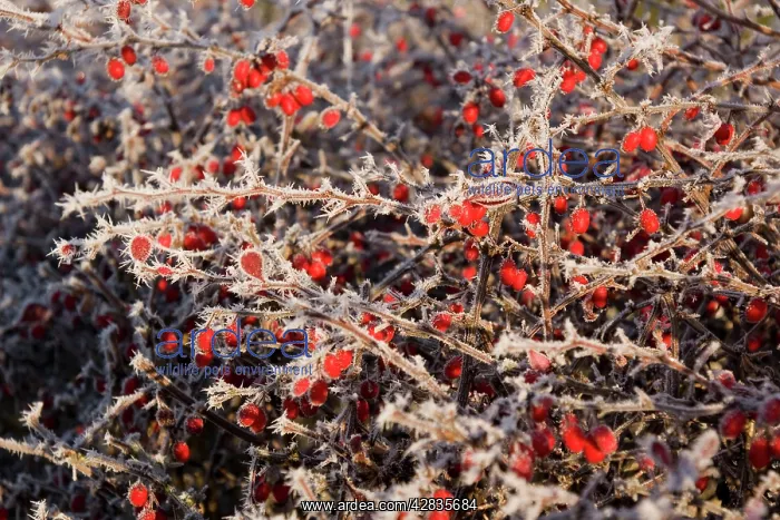 : Frost on Cotoneaster Berries : Frost on Cotoneaster Berries