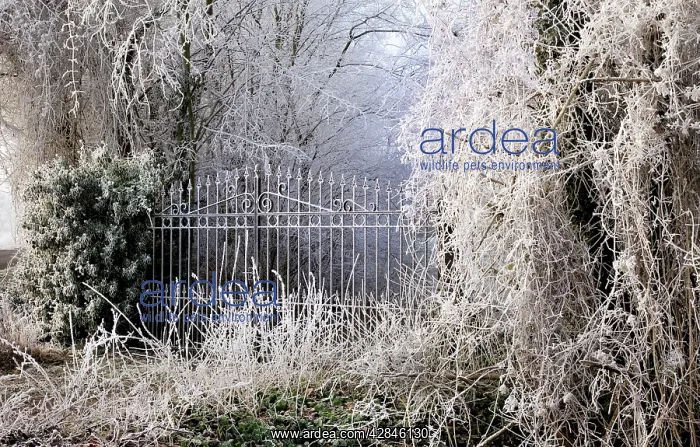  : Frost covered gates and trees
