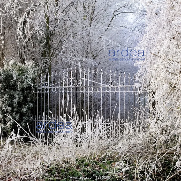  : Frost covered gates and trees