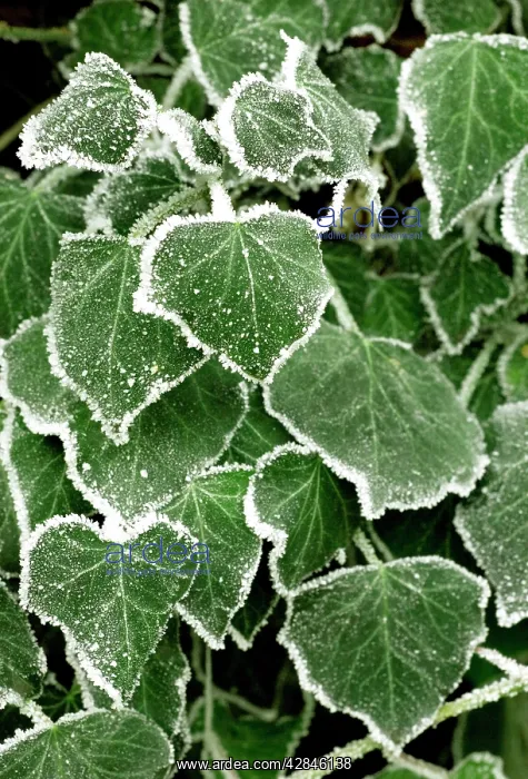  : Frost covered ivy leaves