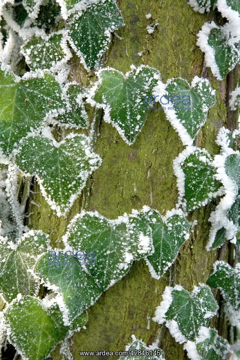  : Frost covered ivy leaves