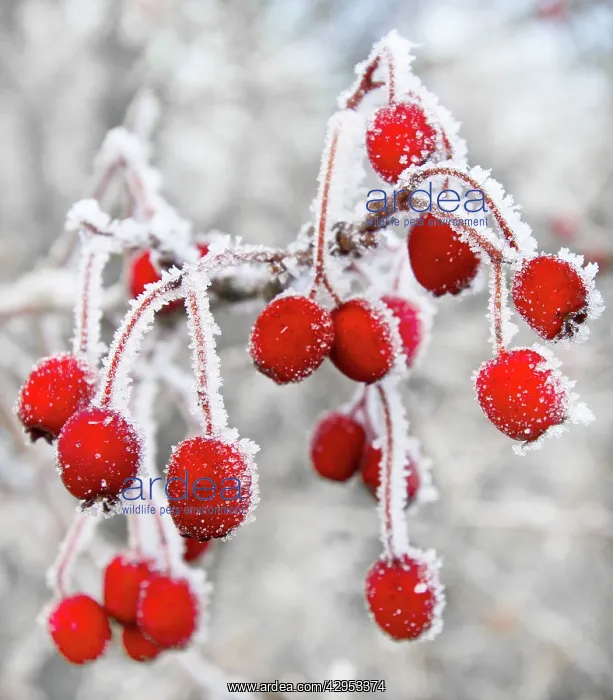 : Frost covered Red Hawthorn berries : Frost covered Red Hawthorn berries