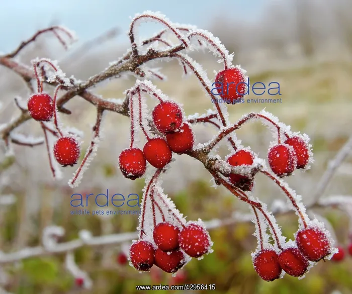 : Frost covered Red Hawthorn berries : Frost covered Red Hawthorn berries