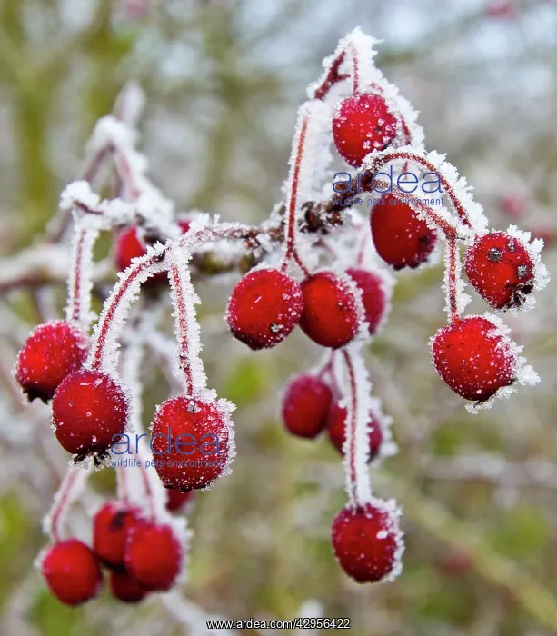 : Frost covered Red Hawthorn berries : Frost covered Red Hawthorn berries