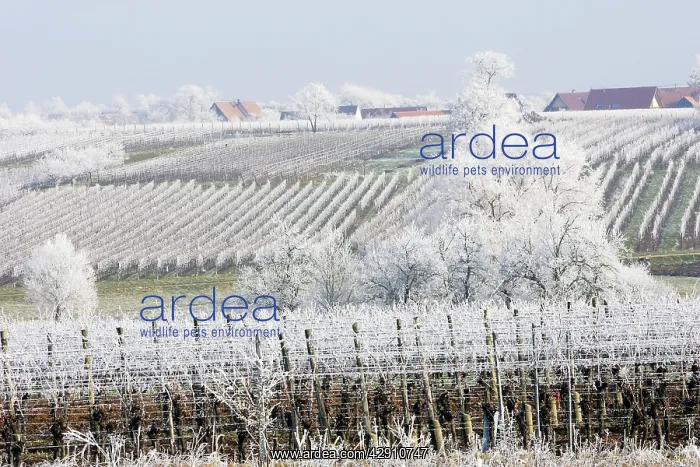 : Frost - covering crops and fields : Frost - covering crops and fields
