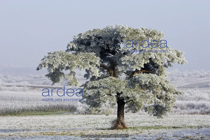  : Frost - covering fields and pine tree