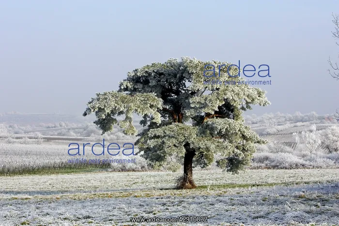 : Frost - covering fields and pine tree : Frost - covering fields and pine tree