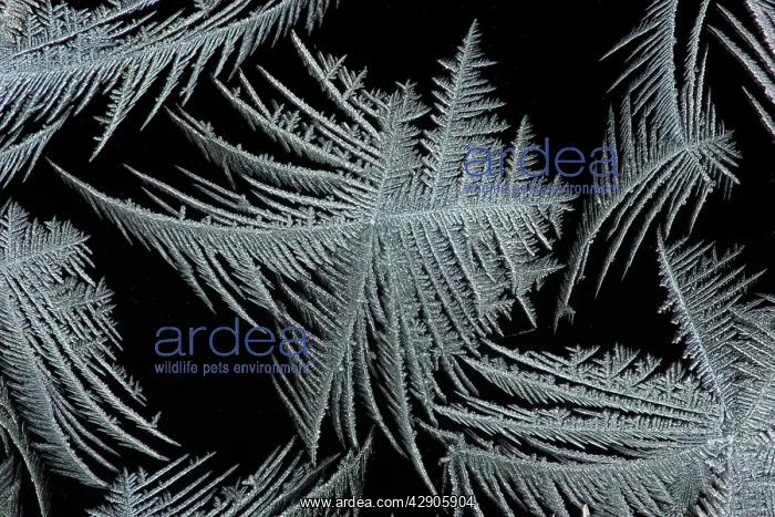 : Frost Crystal - On car windscreen : Frost Crystal - On car windscreen