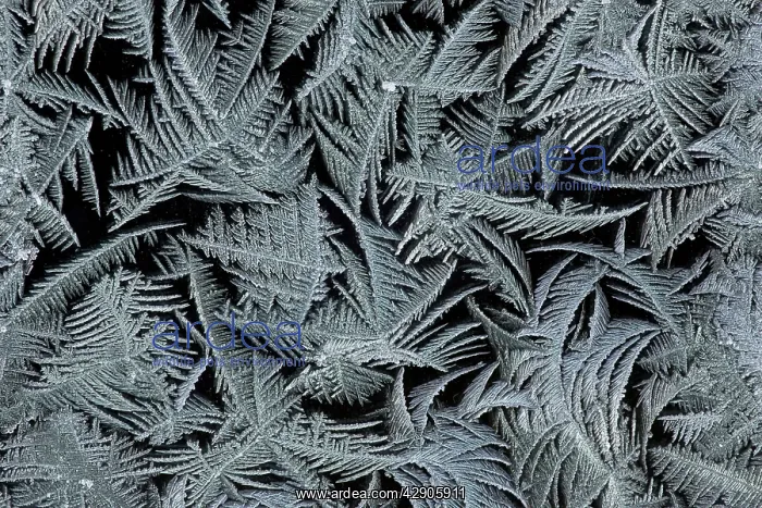 : Frost Crystals - On car windscreen : Frost Crystals - On car windscreen