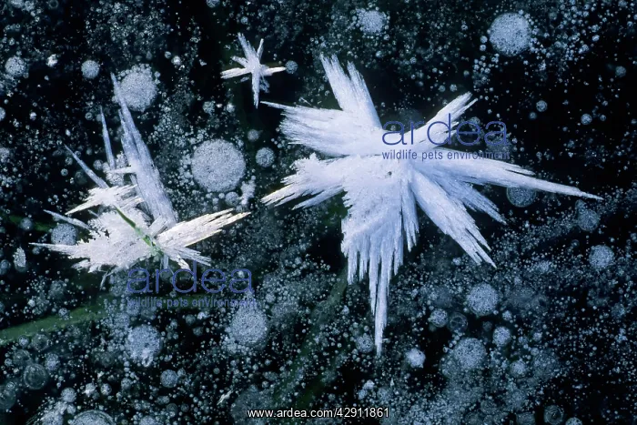 : Frost crystals - on frozen pond in winter : Frost crystals - on frozen pond in winter